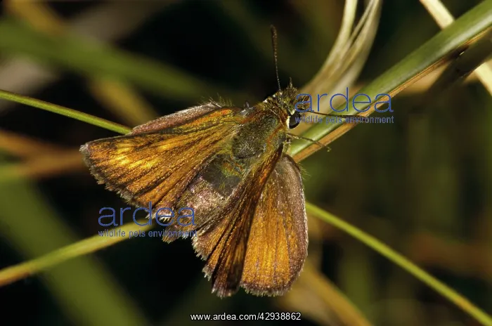 : Lulworth Skipper Butterfly : Lulworth Skipper Butterfly