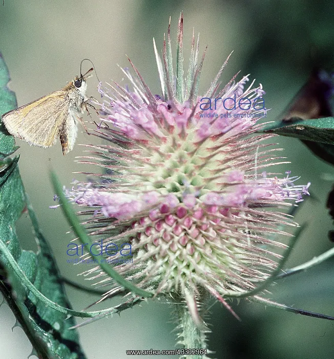 : Lulworth Skipper Butterfly - On teasel, proboscis extended : Lulworth Skipper Butterfly - On teasel, proboscis extended