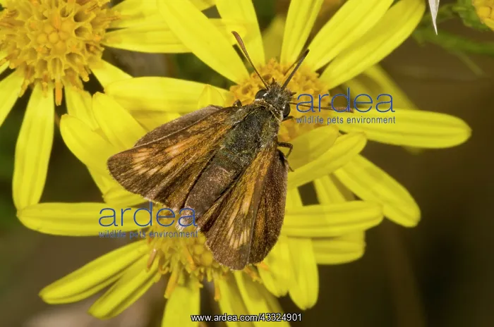: Lulworth Skipper - feeding on ragwort : Lulworth Skipper - feeding on ragwort