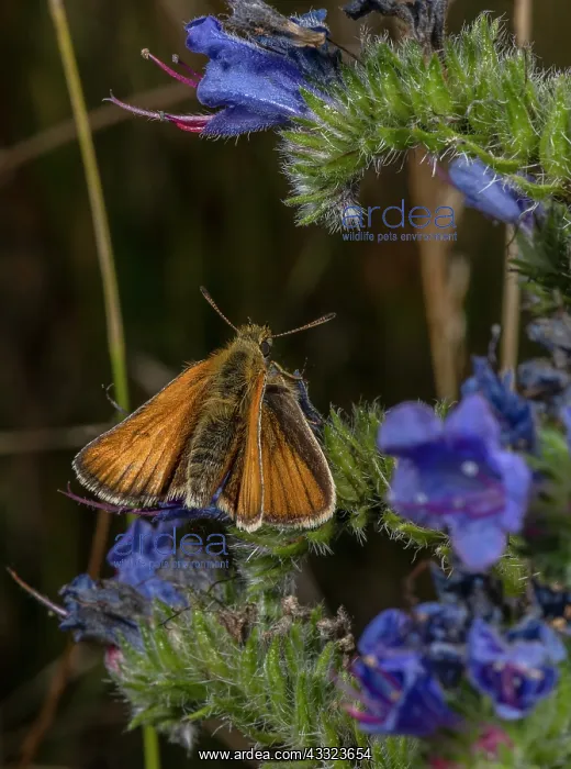 : Lulworth skipper, Thymelicus acteon, male feeding : Lulworth skipper, Thymelicus acteon, male feeding