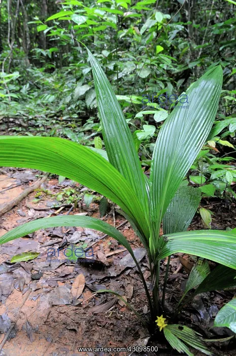 : Lumbah (Curculigo latifolia) : Lumbah (Curculigo latifolia)
