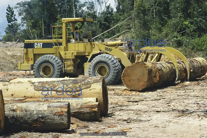 : Lumber Industry, Suriname : Lumber Industry, Suriname