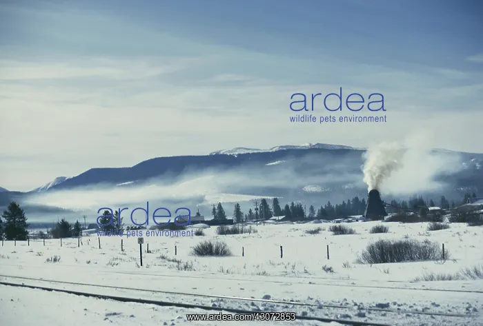 : Lumber Mill Smoke : Lumber Mill Smoke