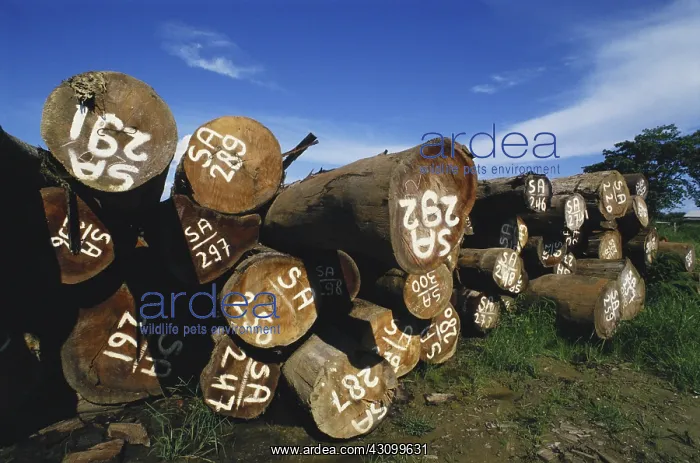 : Lumber, Suriname : Lumber, Suriname