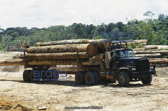: Lumber, Suriname : Lumber, Suriname