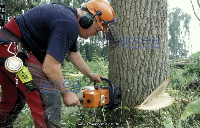  : Lumberjack - Cutting down poplar with motor saw