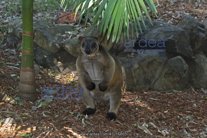 : Lumholtz Tree-Kangaroo on the forest floor : Lumholtz Tree-Kangaroo on the forest floor