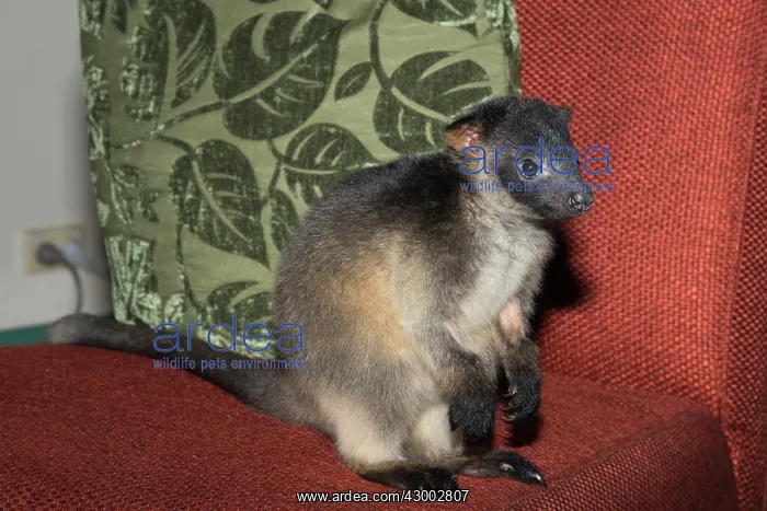 : Lumholtz's Tree : Lumholtz's Tree