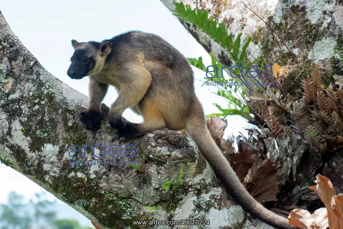 : Lumholtz's tree-kangaroo 2 year old : Lumholtz's tree-kangaroo 2 year old