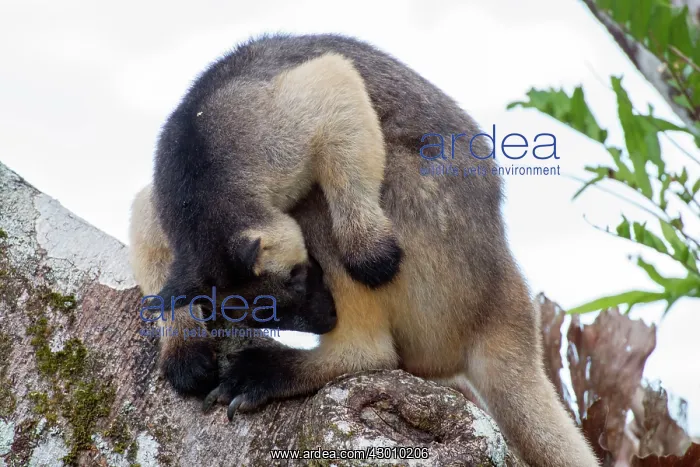 : Lumholtz's Tree Kangaroo 2 year old male : Lumholtz's Tree Kangaroo 2 year old male