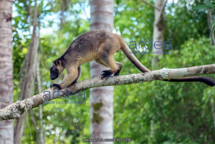  : Lumholtz's Tree Kangaroo 2 year old male