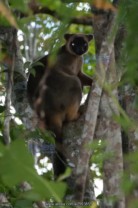 : Lumholtz's Tree Kangaroo : Lumholtz's Tree Kangaroo