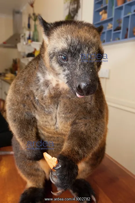 : Lumholtz's Tree-kangaroo : Lumholtz's Tree-kangaroo