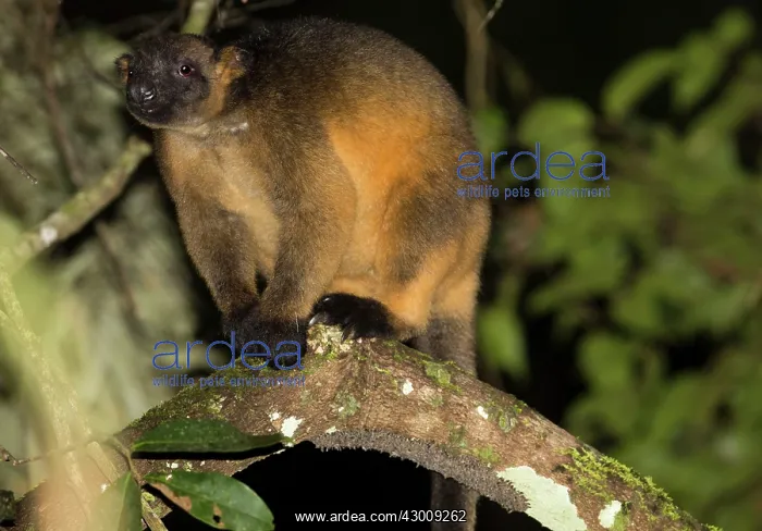 : Lumholtz's Tree-kangaroo : Lumholtz's Tree-kangaroo