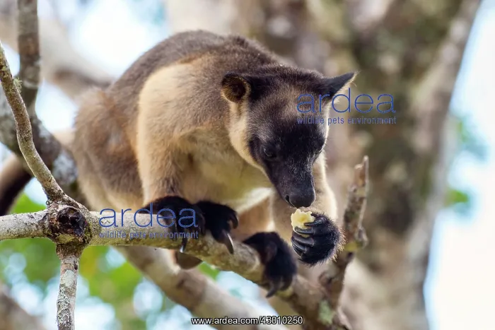 : Lumholtz's Tree Kangaroo : Lumholtz's Tree Kangaroo
