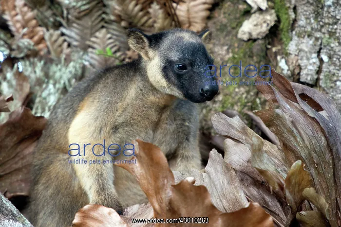 : Lumholtz's Tree Kangaroo : Lumholtz's Tree Kangaroo