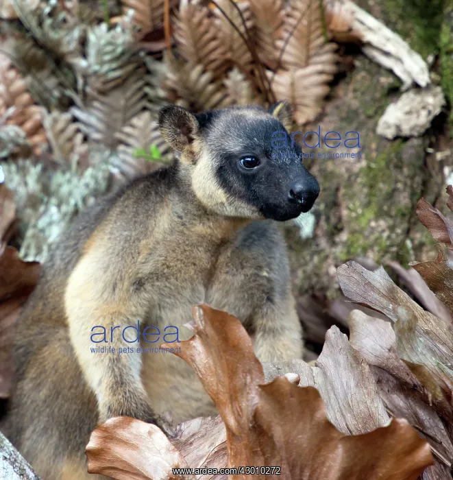 : Lumholtz's Tree Kangaroo : Lumholtz's Tree Kangaroo