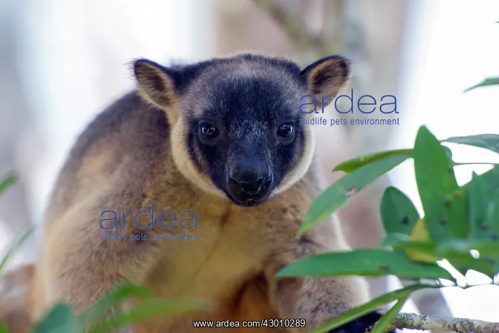 : Lumholtz's Tree Kangaroo : Lumholtz's Tree Kangaroo