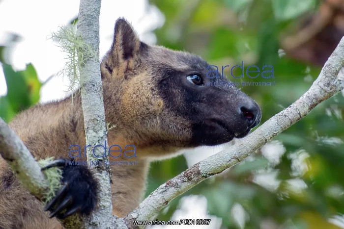 : Lumholtz's Tree Kangaroo : Lumholtz's Tree Kangaroo