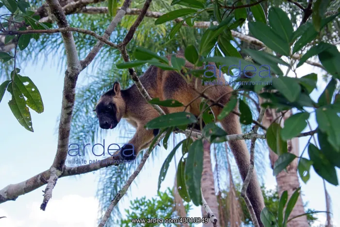 : Lumholtz's Tree Kangaroo : Lumholtz's Tree Kangaroo
