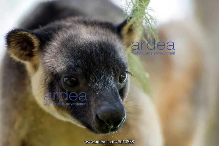  : Lumholtz's Tree Kangaroo
