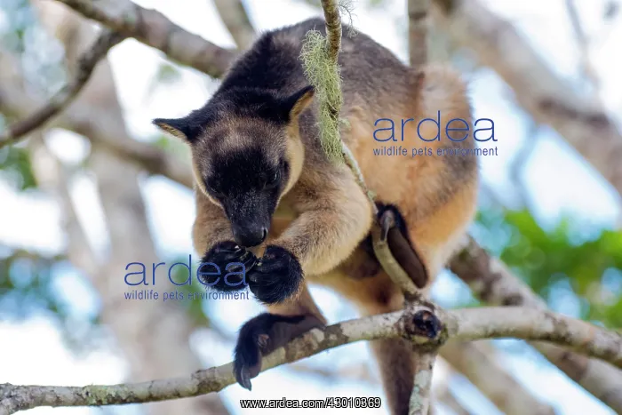 : Lumholtz's Tree Kangaroo : Lumholtz's Tree Kangaroo