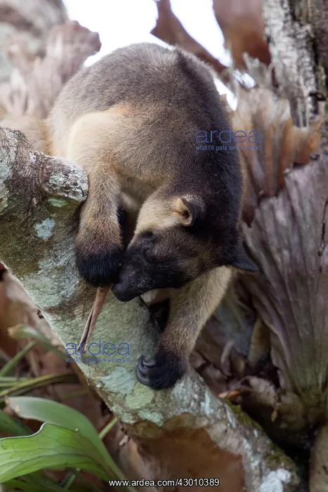 : Lumholtz's Tree Kangaroo : Lumholtz's Tree Kangaroo