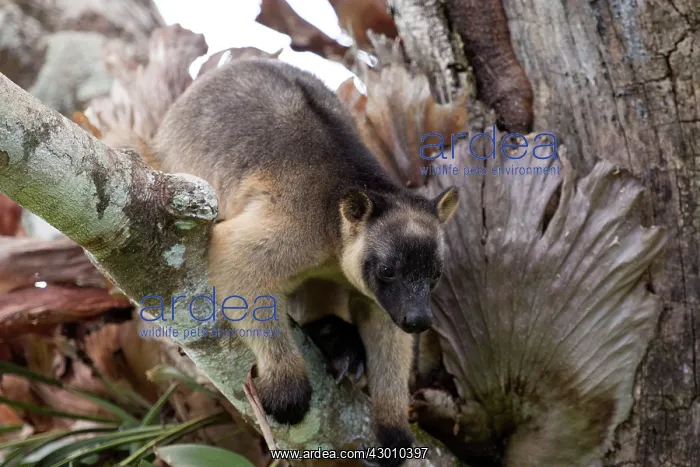 : Lumholtz's Tree Kangaroo : Lumholtz's Tree Kangaroo