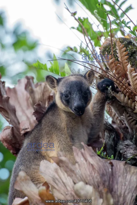 : Lumholtz's Tree Kangaroo : Lumholtz's Tree Kangaroo