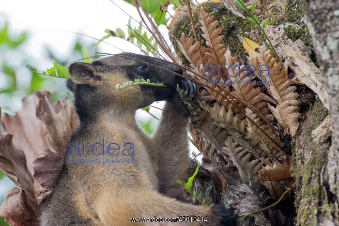 : Lumholtz's Tree Kangaroo : Lumholtz's Tree Kangaroo