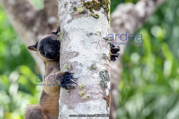: Lumholtz's Tree Kangaroo : Lumholtz's Tree Kangaroo