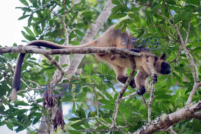 : Lumholtz's Tree Kangaroo : Lumholtz's Tree Kangaroo