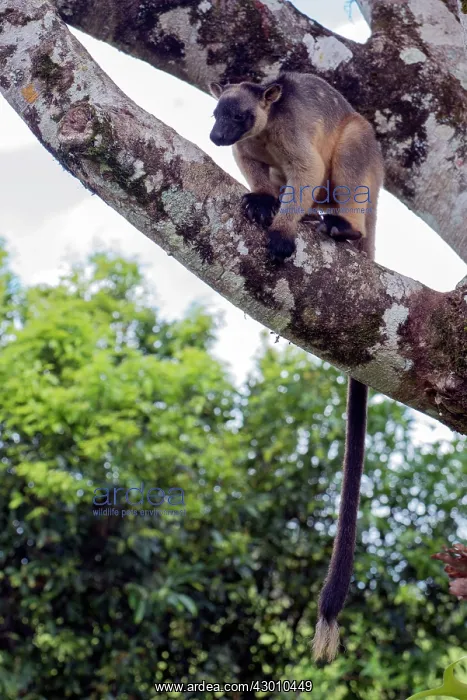  : Lumholtz's Tree Kangaroo
