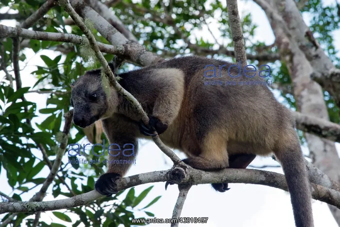 : Lumholtz's Tree Kangaroo : Lumholtz's Tree Kangaroo