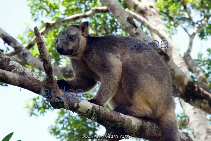 : Lumholtz's Tree Kangaroo : Lumholtz's Tree Kangaroo