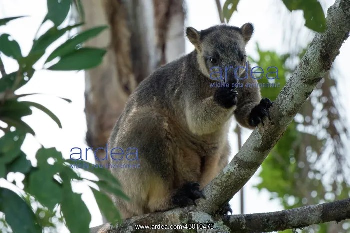 : Lumholtz's Tree Kangaroo : Lumholtz's Tree Kangaroo
