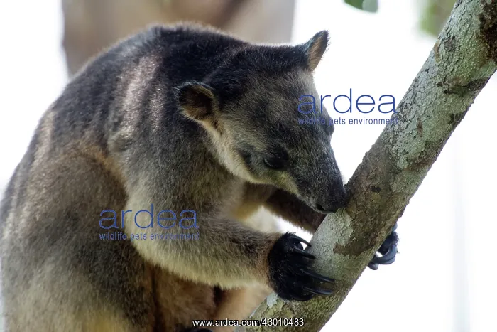 : Lumholtz's Tree Kangaroo : Lumholtz's Tree Kangaroo