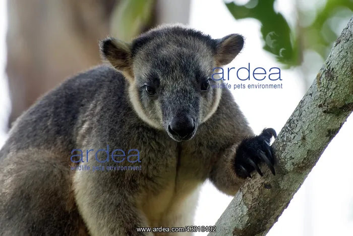 : Lumholtz's Tree Kangaroo : Lumholtz's Tree Kangaroo