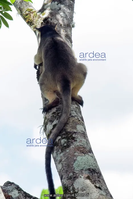 : Lumholtz's Tree Kangaroo : Lumholtz's Tree Kangaroo