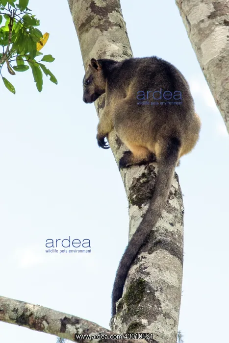 : Lumholtz's Tree Kangaroo : Lumholtz's Tree Kangaroo
