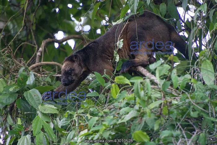 : Lumholtz's Tree Kangaroo : Lumholtz's Tree Kangaroo