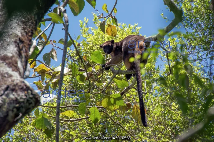 : Lumholtz's Tree Kangaroo : Lumholtz's Tree Kangaroo