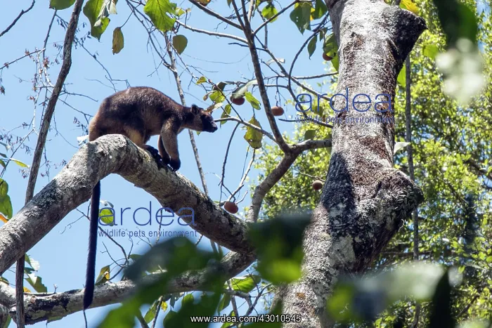 : Lumholtz's Tree Kangaroo : Lumholtz's Tree Kangaroo