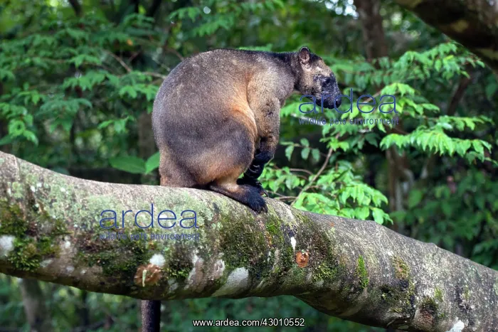 : Lumholtz's Tree Kangaroo : Lumholtz's Tree Kangaroo