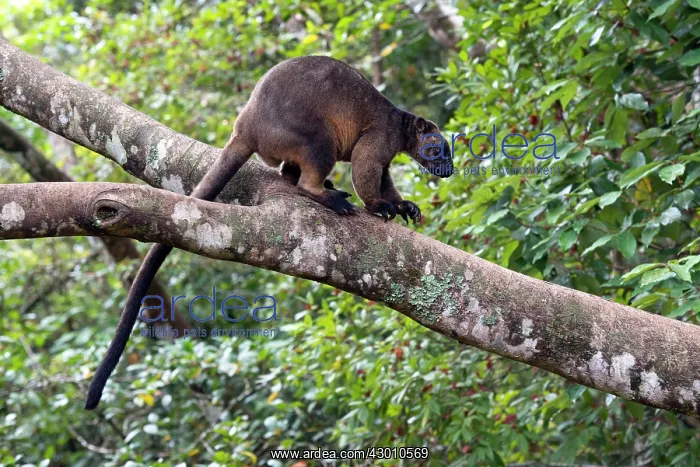 : Lumholtz's Tree Kangaroo : Lumholtz's Tree Kangaroo