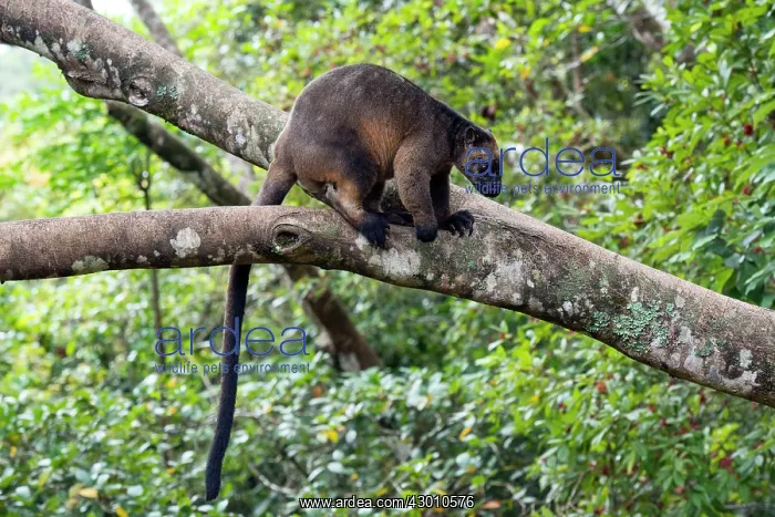 : Lumholtz's Tree Kangaroo : Lumholtz's Tree Kangaroo