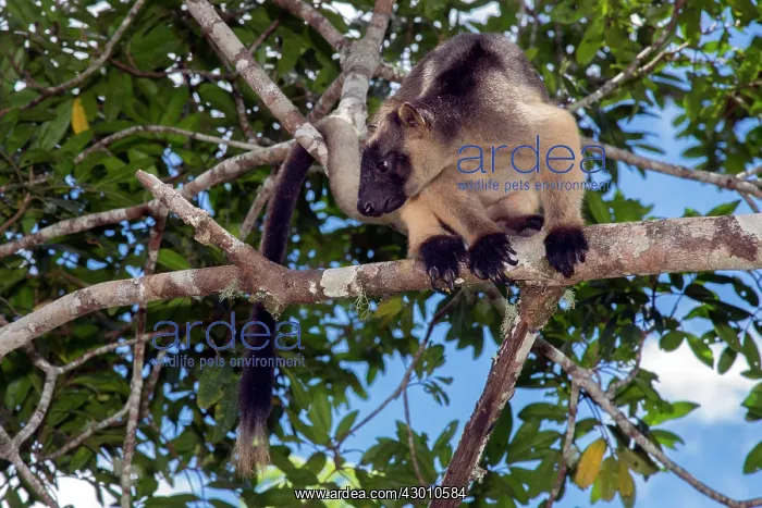 : Lumholtz's Tree Kangaroo : Lumholtz's Tree Kangaroo