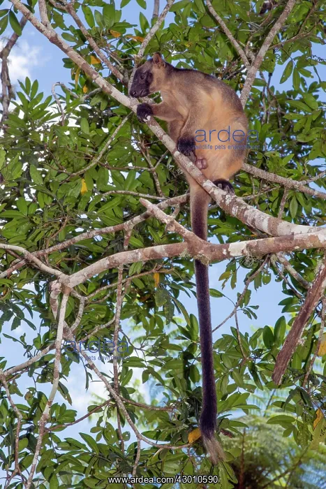 : Lumholtz's Tree Kangaroo : Lumholtz's Tree Kangaroo