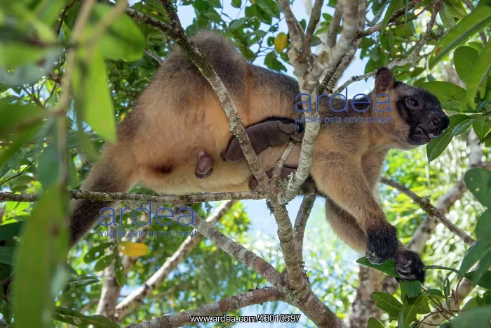 : Lumholtz's Tree Kangaroo : Lumholtz's Tree Kangaroo