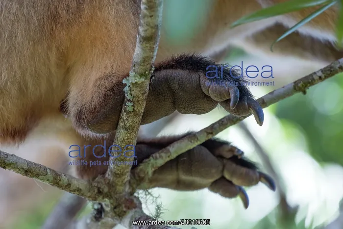 : Lumholtz's Tree Kangaroo : Lumholtz's Tree Kangaroo